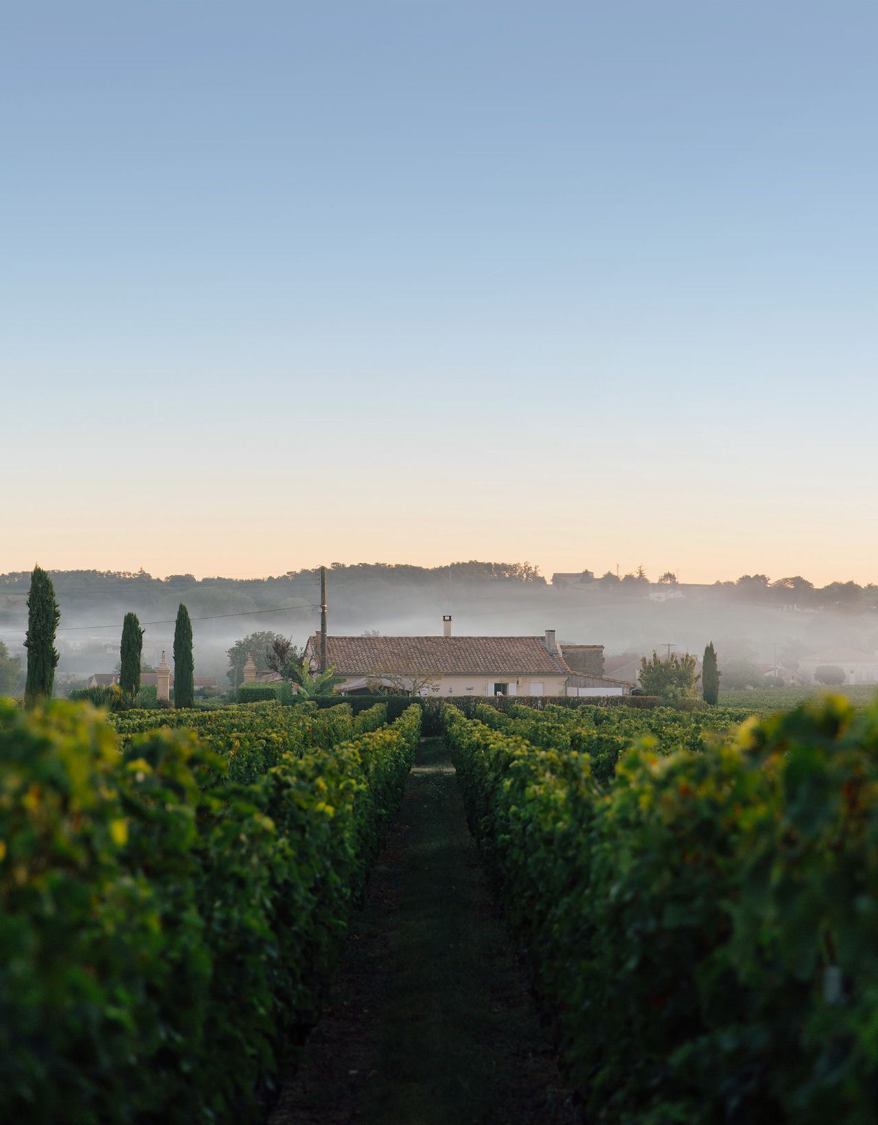 vigne di uva