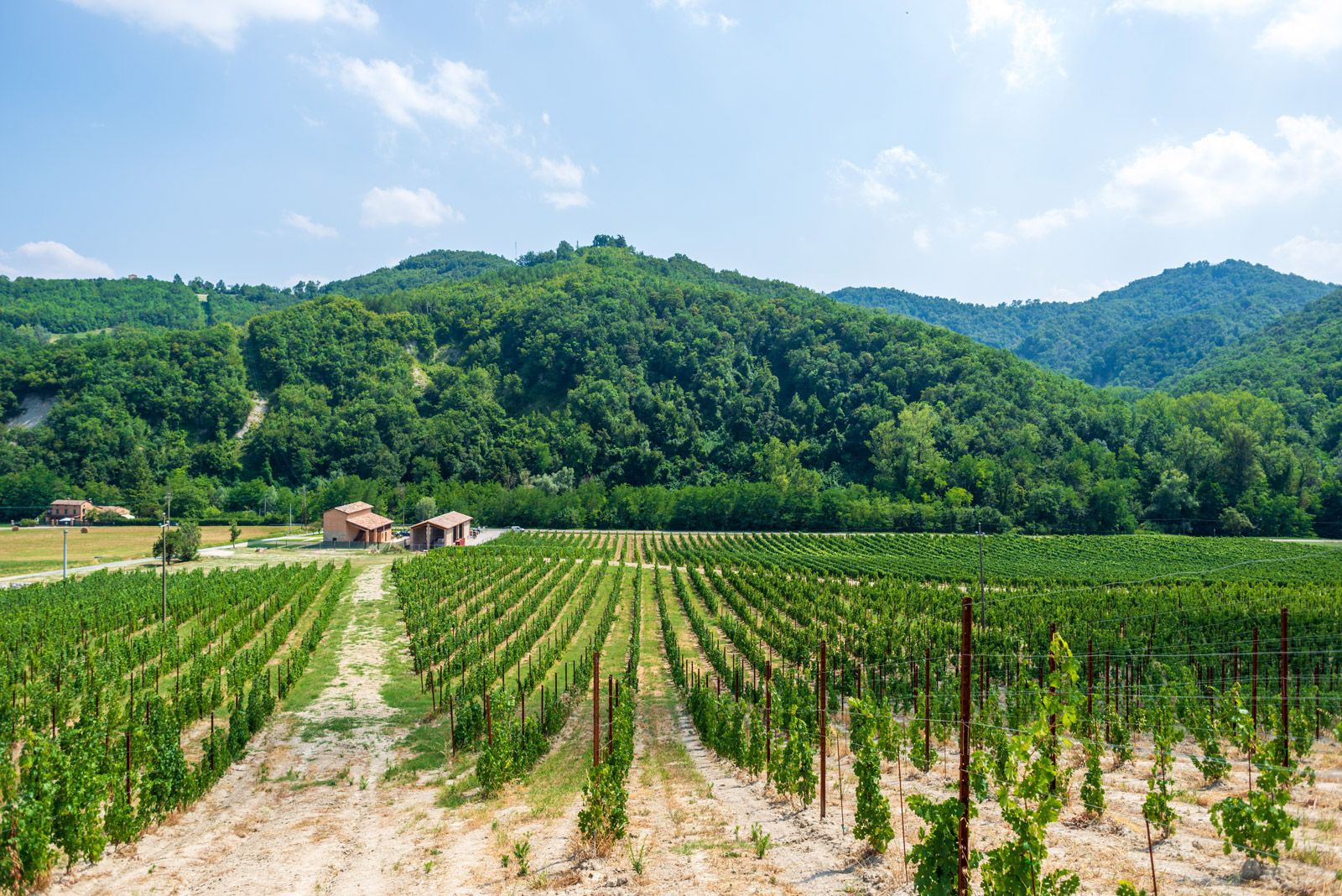vigneto di uve di Malvasia di Candia Aromatica