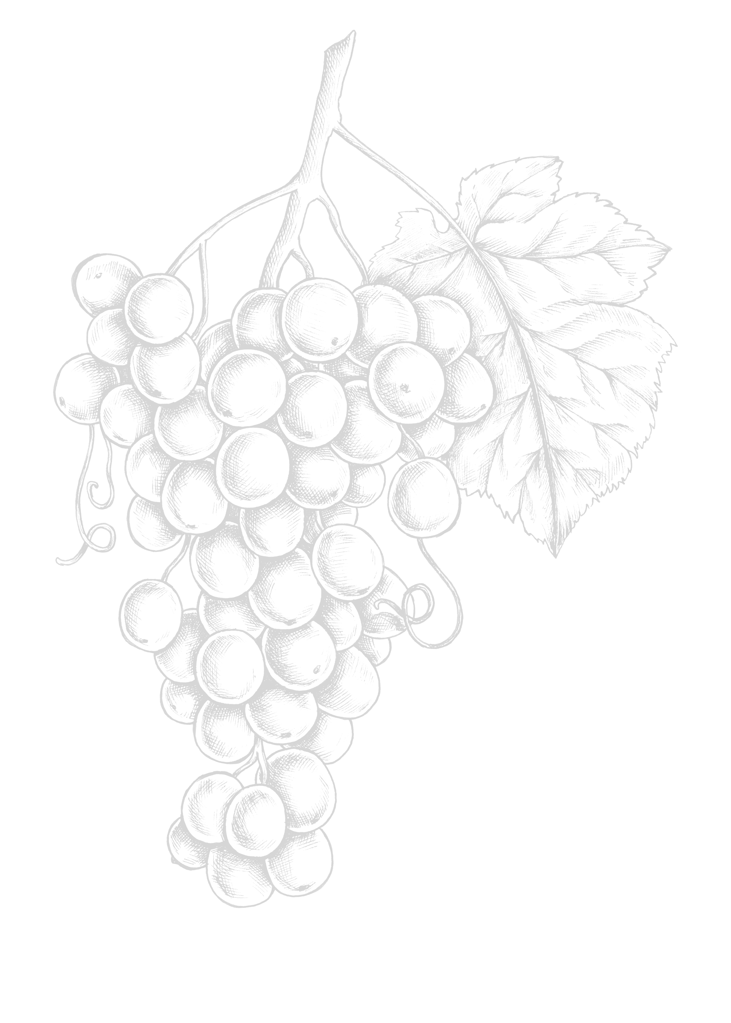 Illustrazione di un grappolo d'uva