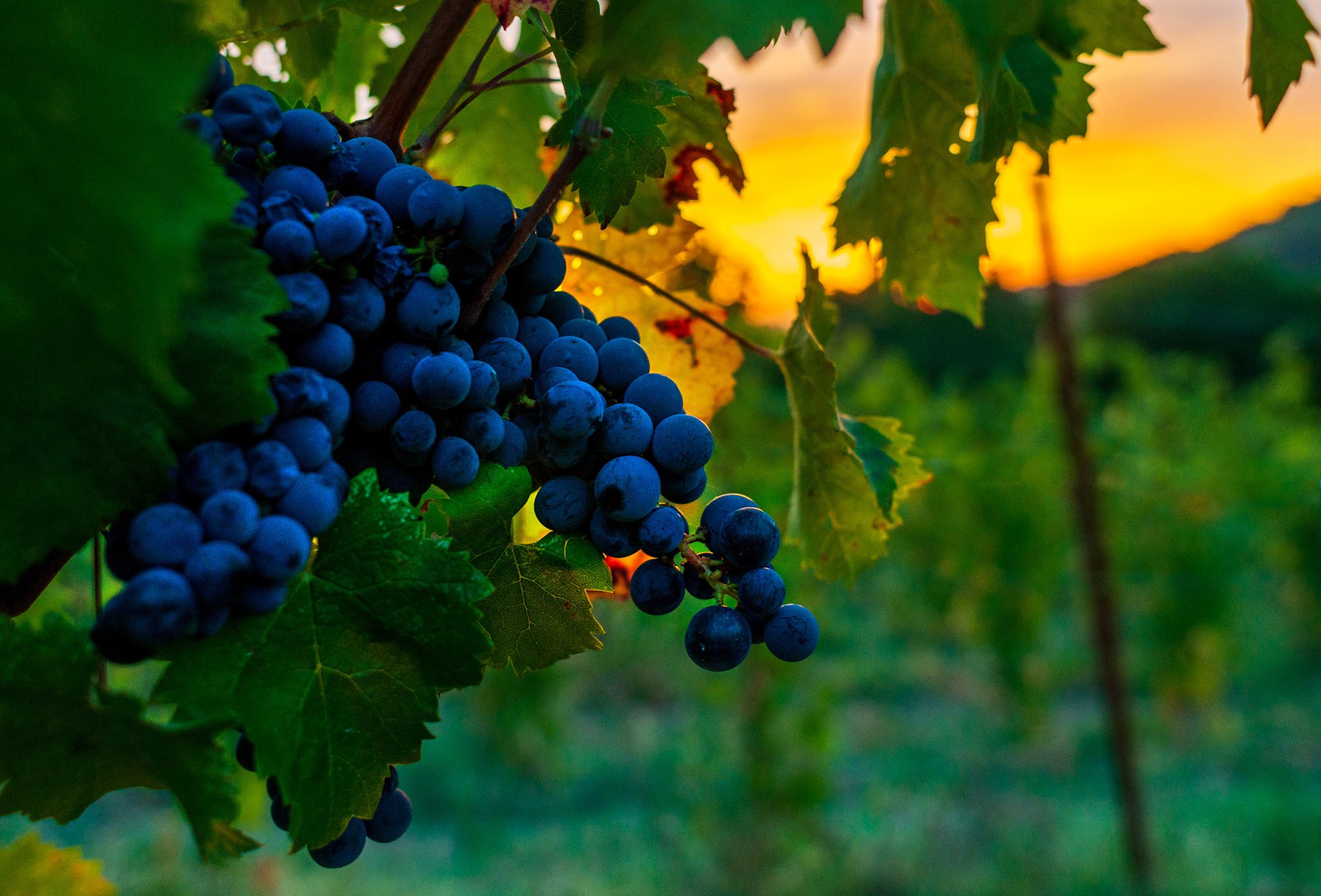 grappoli di uva