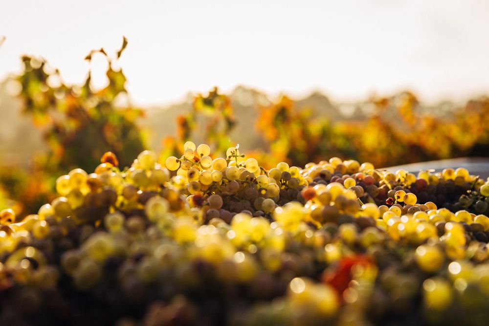 grappoli di uva dell'azienda vinicola Tenute Venturini Foschi